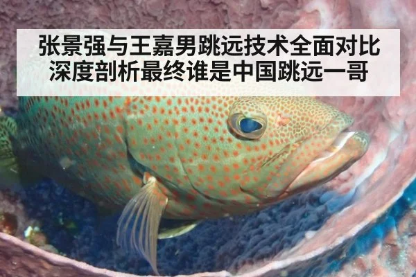 张景强与王嘉男跳远技术全面对比深度剖析最终谁是中国跳远一哥